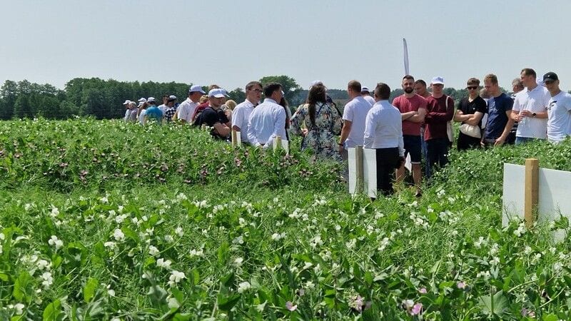 Studenci na poletkach roślin bobowatych
