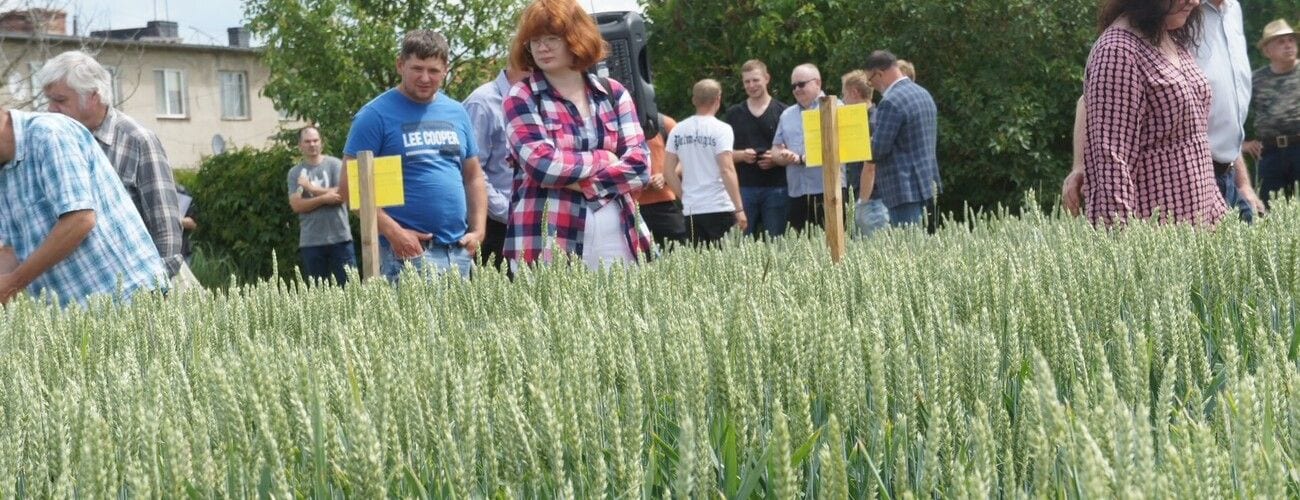Uczestnicy zajęć oglądający zboże na poletkach doświadczalnych z żółtymi tabliczkami.