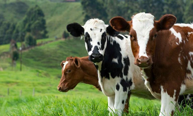 Three cows, black and white, brown, and white, stand in a lush green pasture.