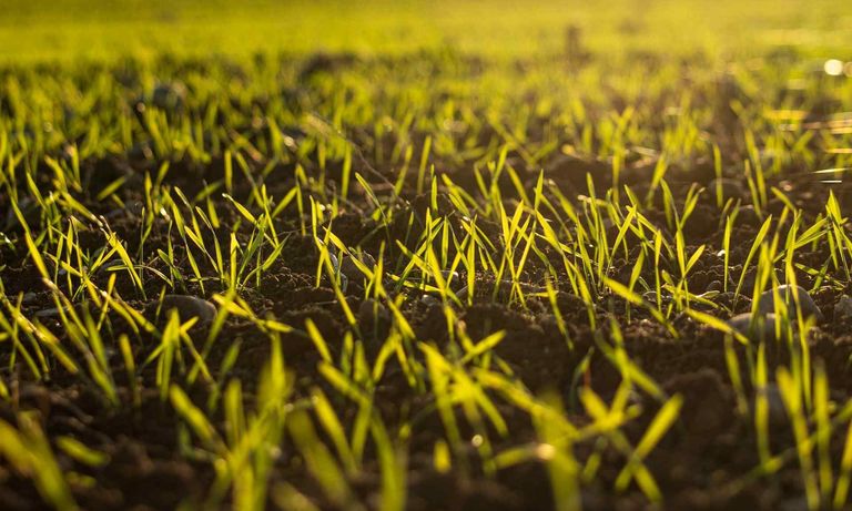 Young green sprouts emerge from dark soil, backlit by warm sunlight.