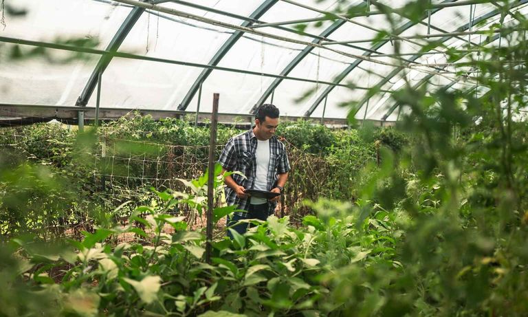 Man in plaid shirt tending to lush green plants inside a modern greenhouse.