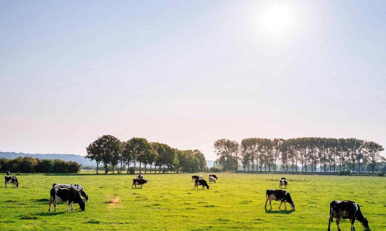 Black and white cows graze peacefully in a sunny, vibrant green pasture.