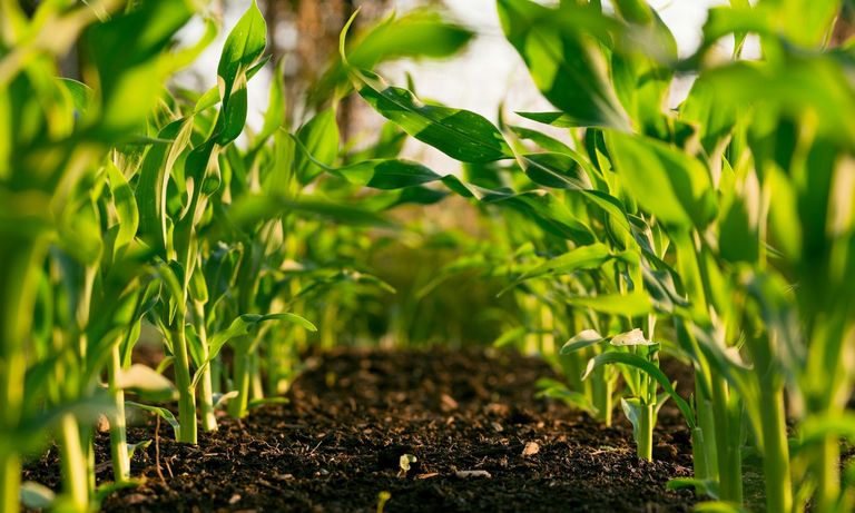 Young green crops grow in neat rows in dark soil under warm sunlight.